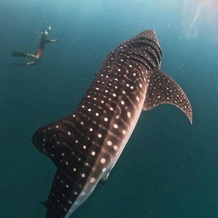 Dhigurah Dhonveli Boutique Otel Dış mekan fotoğraf